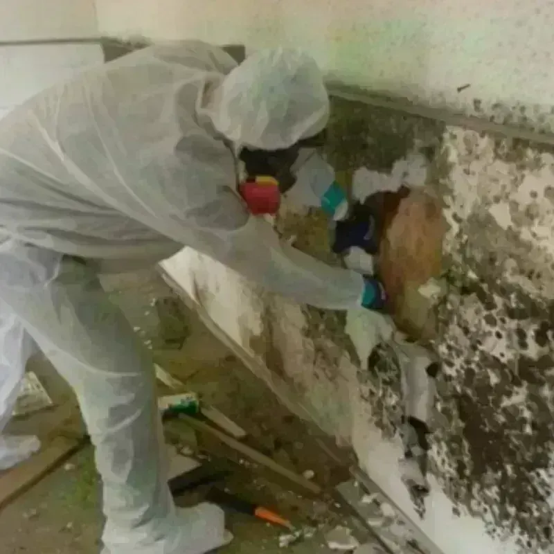 Mold Remediation and Removal in Upland, CA